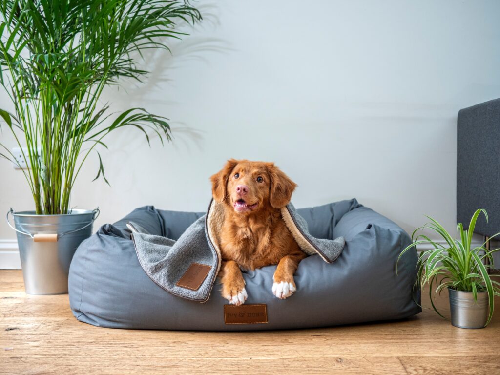 A dog sitting on bean bag